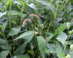 Attēlu rezultāti vaicājumam “Persicaria maculosa leaf”