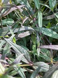 Attēlu rezultāti vaicājumam “Melampyrum pratense leaf”