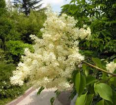 Attēlu rezultāti vaicājumam “Syringa reticulata subsp. amurensis”