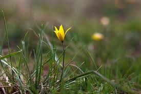 Attēlu rezultāti vaicājumam “Gagea lutea flower”