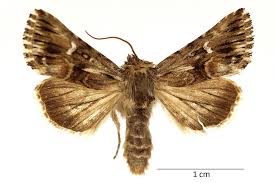 Attēlu rezultāti vaicājumam “Calophasia lunula”