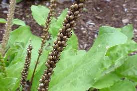 Attēlu rezultāti vaicājumam “Plantago lanceolata fruit”