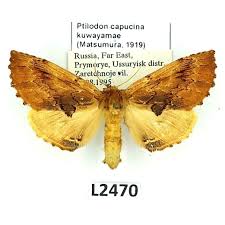 Attēlu rezultāti vaicājumam “Ptilodon capucina”