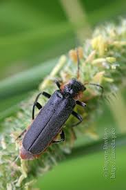 Attēlu rezultāti vaicājumam “Cantharis obscura”