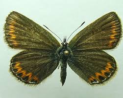 Attēlu rezultāti vaicājumam “Plebejus idas female”