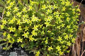 Attēlu rezultāti vaicājumam “Sedum acre bud”