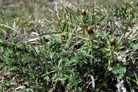 Attēlu rezultāti vaicājumam “Carlina vulgaris”