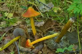 Attēlu rezultāti vaicājumam “Hygrocybe pseudoconica”