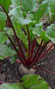 Image result for Beta vulgaris
