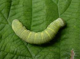 Attēlu rezultāti vaicājumam “Orthosia gracilis”