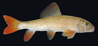 Image result for Moxostoma carinatum