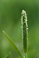 Attēlu rezultāti vaicājumam “Alopecurus aequalis flower”