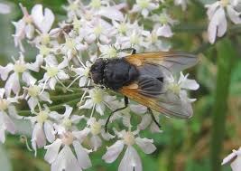 Attēlu rezultāti vaicājumam “Mesembrina meridiana”