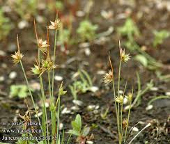 Attēlu rezultāti vaicājumam “Juncus capitatus”