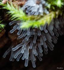 Attēlu rezultāti vaicājumam “Ceratiomyxa morchella spores”