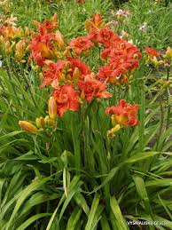 Image result for Hemerocallis `Moses Fire`