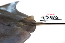 Image result for Rhinoptera brasiliensis