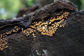 Attēlu rezultāti vaicājumam “Trichia varia”