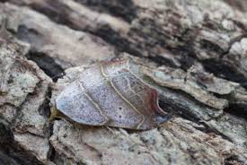 Attēlu rezultāti vaicājumam “Laspeyria flexula”