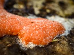 Attēlu rezultāti vaicājumam “Dictydiaethalium plumbeum macro”