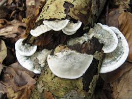 Attēlu rezultāti vaicājumam “Postia sericeomollis”