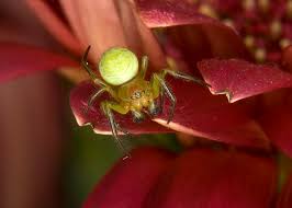 Attēlu rezultāti vaicājumam “Araniella male”