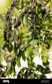 Attēlu rezultāti vaicājumam “Hymenoscyphus fraxineus”