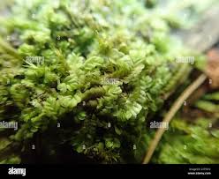 Attēlu rezultāti vaicājumam “Chiloscyphus polyanthos”