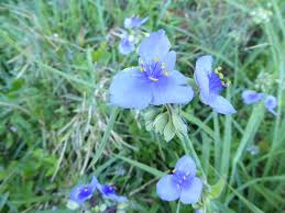 Attēlu rezultāti vaicājumam “Commelina coelestis”