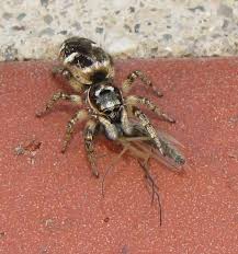 Attēlu rezultāti vaicājumam “Salticus sp.”