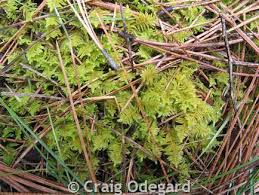 Attēlu rezultāti vaicājumam “Ptilium crista-castrensis sporophyte”