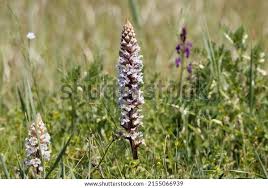 Attēlu rezultāti vaicājumam “Orobanche coerulescens bud”