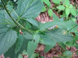 Attēlu rezultāti vaicājumam “Shargacucullia scrophulariae larva”
