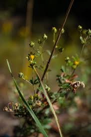 Image result for Potentilla argentea