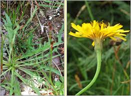 Attēlu rezultāti vaicājumam “Leontodon autumnalis  leaf”