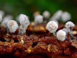 Attēlu rezultāti vaicājumam “Cribraria ferruginea stalked”