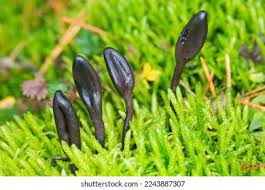 Attēlu rezultāti vaicājumam “Geoglossum sp.”