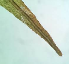 Attēlu rezultāti vaicājumam “Dicranum bonjeanii”