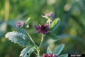 Attēlu rezultāti vaicājumam “Comarum palustre”