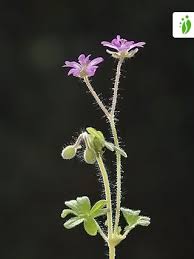 Attēlu rezultāti vaicājumam “Geranium molle flower”