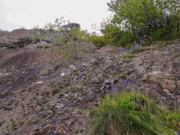 Attēlu rezultāti vaicājumam “Grimmia muehlenbeckii”