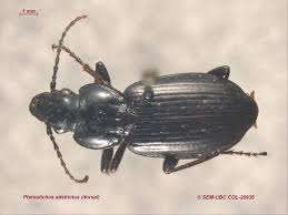 Attēlu rezultāti vaicājumam “Pterostichus melanarius”