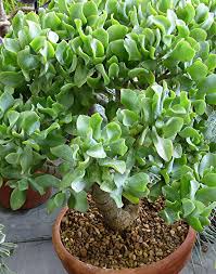 Attēlu rezultāti vaicājumam “Crassulaceae”