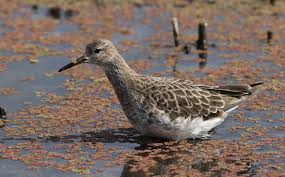 Attēlu rezultāti vaicājumam “Philomachus pugnax”