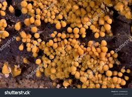 Attēlu rezultāti vaicājumam “Hemitrichia calyculata”