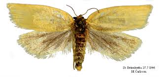 Attēlu rezultāti vaicājumam “Aphelia paleana”