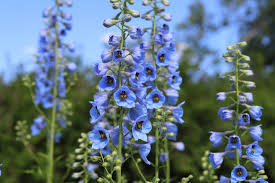 Attēlu rezultāti vaicājumam “Delphinium elatum  flower”