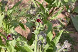 Attēlu rezultāti vaicājumam “Cynoglossum officinale leaf”