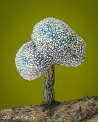 Attēlu rezultāti vaicājumam “Physarum alexandrowiczii sessile”