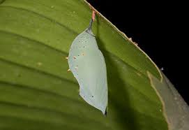 Attēlu rezultāti vaicājumam “Nymphalis pupa”